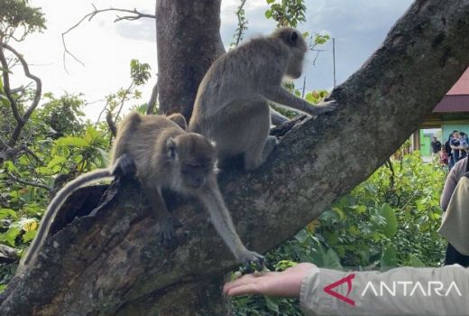 Wisatawan Pulau Monyet di Kalsel Alami Lonjakan Fantastis - GenPI.co