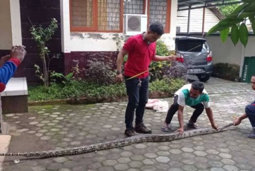 Bahaya, Ular Piton Besar Masuk Rumah Warga di Lombok Tengah - GenPI.co