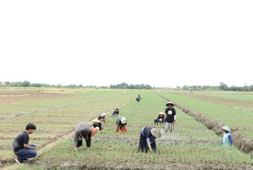 Ganjar Milenial Center Ingin Bawang Merah Cirebon Saingi Brebes dan Jerman - GenPI.co