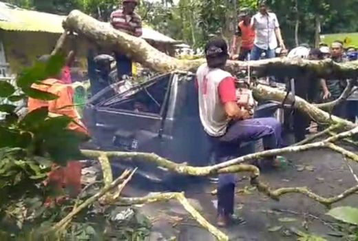 Pengemudi Tewas Seusai Mobilnya Tertimpa Pohon Tumbang di Jember - GenPI.co