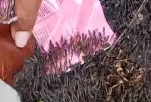 Fenomena Langka! Jutaan Udang Laut Masuk Permukiman di Gorontalo Utara - GenPI.co