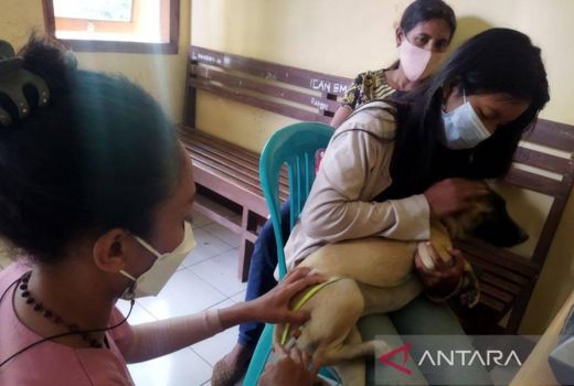 20 Orang Menjadi Korban Gigitan Anjing Rabies di NTT - GenPI.co