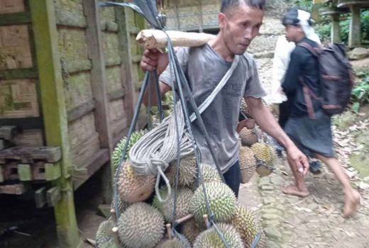 Petani Durian Lebak Banten Panen Melimpah, Ekonomi Meningkat - GenPI.co
