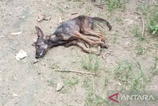 11 Anak Menjadi Korban Gigitan Anjing Rabies di TTS - GenPI.co