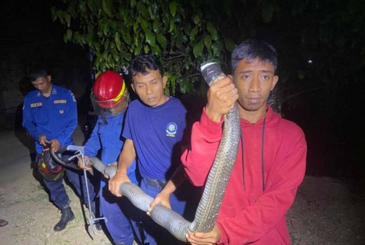 Ular King Kobra Berukuran Cukup Besar Masuk Permukiman di Pacitan - GenPI.co