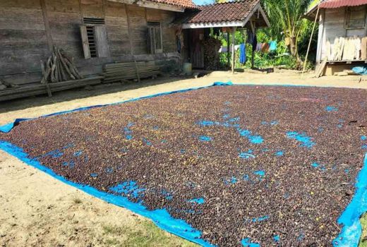 Harga Biji Kopi Robusta Lampung Barat Capai Rp 37.500 per Kg - GenPI.co