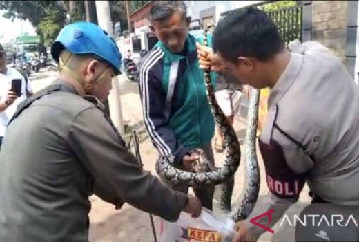 Ular Sanca Panjang 3 Meter Dievakuasi di Depan SMAN 2 Tangsel - GenPI.co