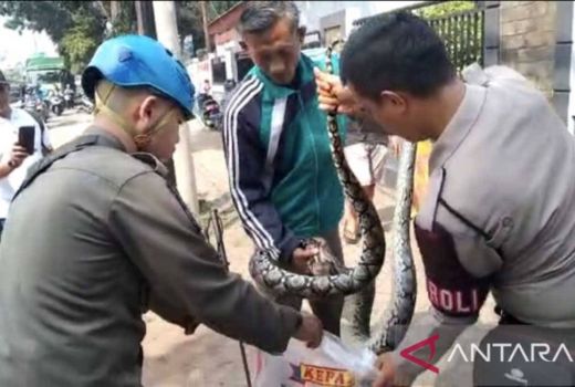 Ular Sanca Panjang 3 Meter Dievakuasi di Depan SMAN 2 Tangsel - GenPI.co