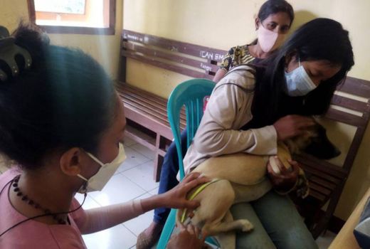Anggaran Tak Cukup, NTT Kekurangan Vaksin untuk Mencegah Rabies - GenPI.co