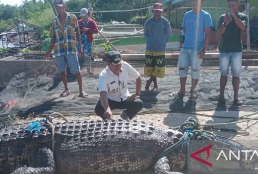 Buaya Berukuran Besar Berhasil Ditangkap Nelayan Gorontalo Utara - GenPI.co