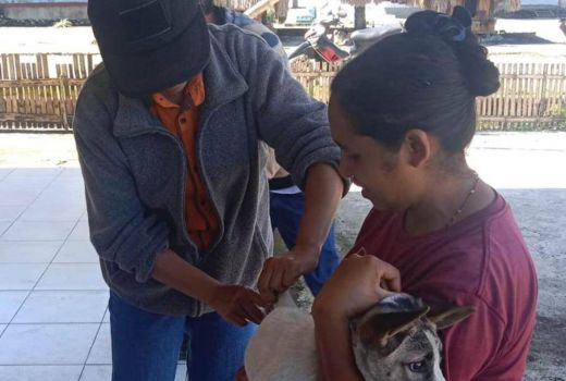 14 Sampel Positif Rabies di Ngada NTT, Vaksinasi Darurat Dilakukan - GenPI.co