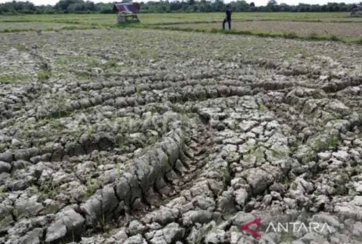 700 Hektare Lahan Sawah Kekeringan di Nagan Raya, Ancam Produksi Padi - GenPI.co