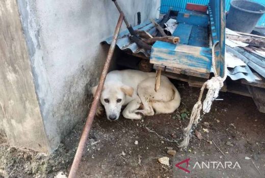 2 Balita dan 1 Orang Dewasa Meninggal Akibat Gigitan Anjing Rabies di TTS - GenPI.co