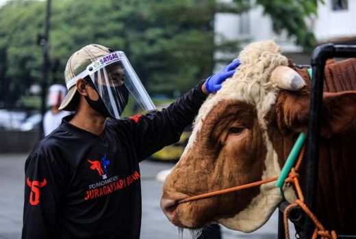 1.369 Hewan Kurban di Kota Bandung Sudah Divaksin - GenPI.co