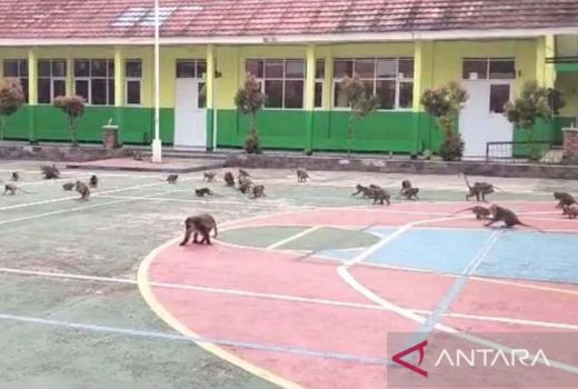 Kawanan Monyet Serbu Sekolah di Bogor, Jadi Hiburan Siswa Belajar - GenPI.co