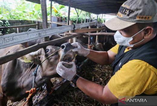 Belasan Sapi di Lapak Hewan Kurban Sukabumi Terdeteksi PMK dan LSD - GenPI.co