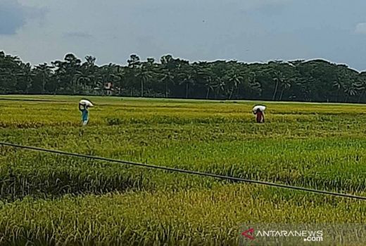 Jokowi Singgung Ketersediaan Pangan Global, Pakar Beber Tips Jitu - GenPI.co