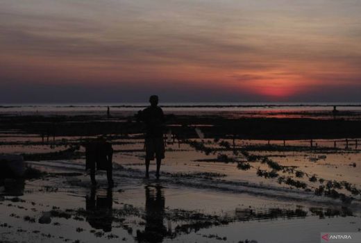Petani Merugi Akibat Harga Rumput Laut di Rote Ndao NTT Turun Drastis - GenPI.co