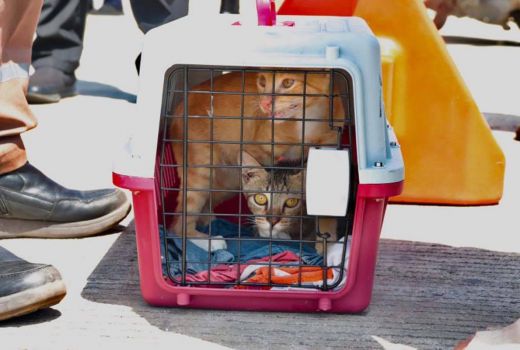 Kucing Milik Warga Riau Ditolak Masuk ke Batam untuk Cegah Rabies - GenPI.co