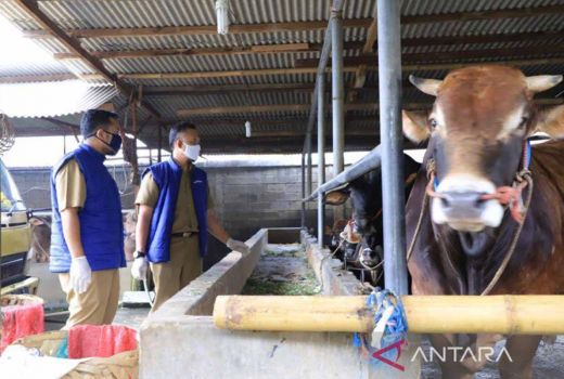 Antisipasi Antraks, Tangerang Tutup Pengiriman Hewan Ternak Gunungkidul - GenPI.co