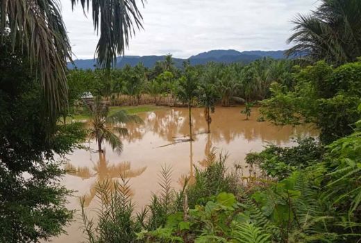 20 Hektare Lahan Pertanian Terdampak Banjir di Pasaman Barat - GenPI.co