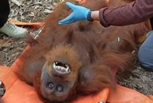 BKSDA Aceh Evakuasi Orang Utan Terjebak di Perkebunan Warga Tamiang Hulu - GenPI.co