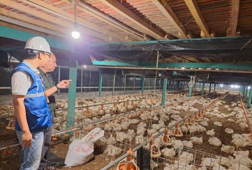 Program EA Tumbuh 22,28 Persen, Dirut PLN: Sektor Agrikultur Indonesia Makin Maju - GenPI.co