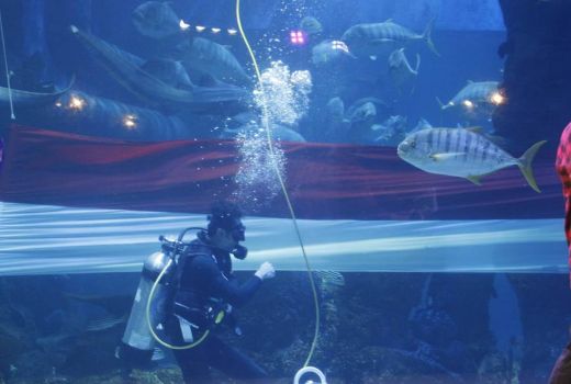 HUT RI: Jakarta Aquarium & Safari Kibarkan Bendera Merah Putih Terpanjang di Bawah Laut - GenPI.co