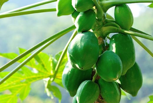 Alasan Minum Jus Pepaya Mentah Saat Sarapan Merupakan Kebiasaan Sehat - GenPI.co