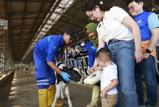 Intip Keseruan Nagita Slavina dan Cipung Kunjungi Pabrik Susu di Subang - GenPI.co