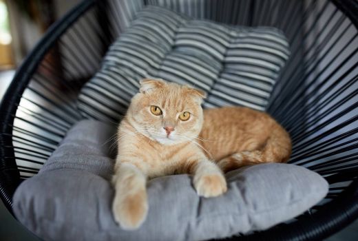 Peneliti Ungkap Orang yang Memiliki Kucing Berisiko Lebih Tinggi Menjadi Lemah - GenPI.co