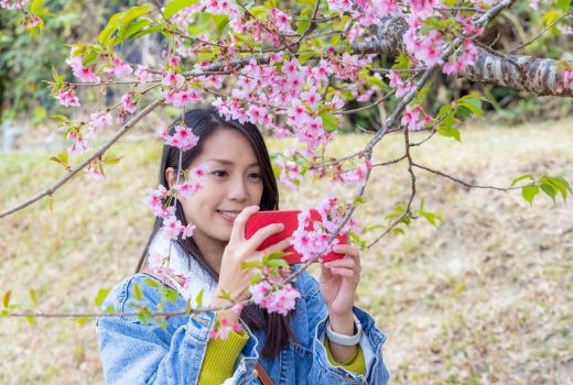 5 Bunga Tradisional Jepang yang Cantik Beserta Maknanya - GenPI.co