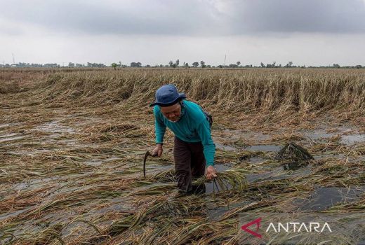 Banjir di Jateng, Ribuan Hektare Sawah Terancam Gagal Panen - GenPI.co