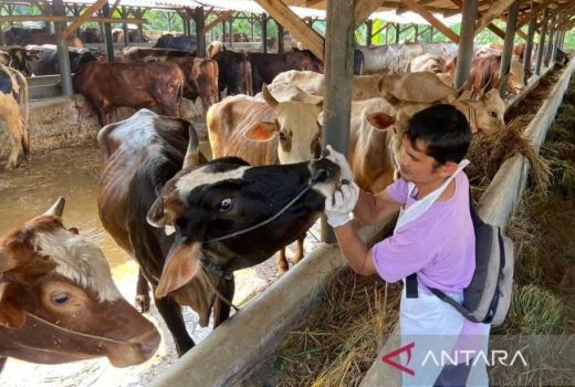 Peredaran Hewan Kurban di Jabar Jelang Iduladha Capai 80.000 Ekor - GenPI.co