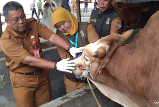 8 Kasus Cacing Hati Ditemukan pada Hewan Kurban di Tangerang - GenPI.co