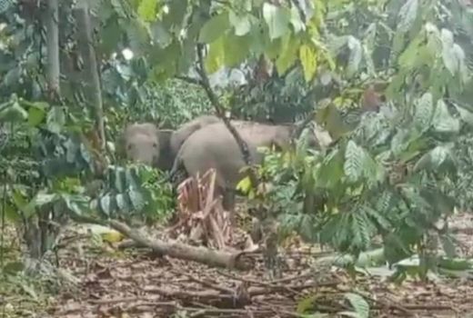 Gajah Liar Rusak Kebun Kopi di Lampung, Ini Kondisinya - GenPI.co