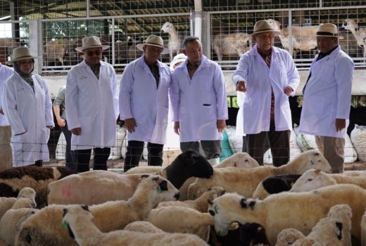 Pentingnya Kontribusi Peternak Domba, OJK Jabar Dorong Pengembangan Sektor Unggulan - GenPI.co