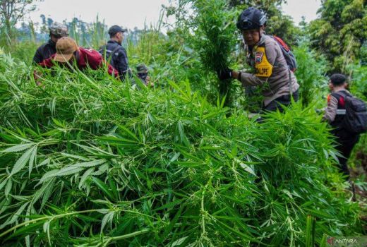 Ya Ampun! Temuan Tanaman Ganja di Gunung Semeru Bertambah, Jadi 25.000 Batang - GenPI.co