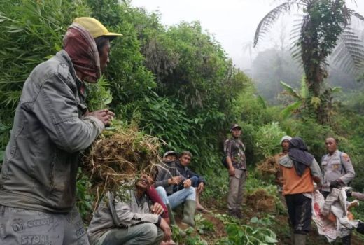 Polisi Kembali Temukan Ladang Ganja Baru di Gunung Semeru, Ada 4 Titik - GenPI.co