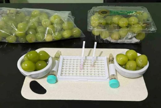 Bapanas Sebut Anggur Muscat Aman Dikonsumsi, Ini Hasil Rapid Testnya - GenPI.co