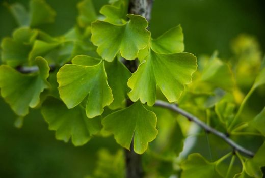 Temukan Manfaat Kesehatan Luar Biasa dari Obat Herbal Ginkgo Biloba - GenPI.co