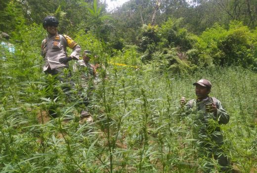 Heboh! Ladang Ganja Ditemukan Dekat Gunung Bromo dan Semeru - GenPI.co