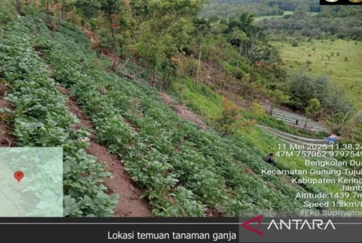 Seusai Temuan Ganja, Tim TNKS Sisir Kawasan Sekitar Gunung Kerinci - GenPI.co