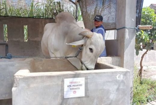 Presiden Beli Sapi Peranakan Ongole Asli Seberat 893 Kg dari Kediri untuk Kurban - GenPI.co
