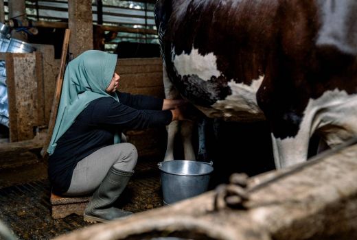 Hari Susu Sedunia 2025: Danone SN Indonesia Dorong Kesehatan dan Kesejahteraan Peternak - GenPI.co