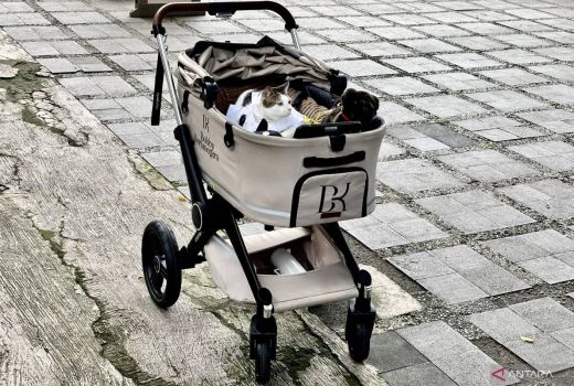 Bikin Gemas! Ikut Meriahkan Iduladha, Bobby Kertanegara Tampil Stylish Pakai Koko - GenPI.co