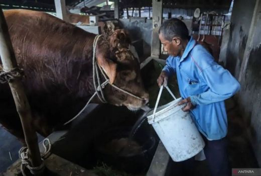 Prabowo Kurban 985 Sapi dari Peternak Lokal, Bobotnya 800 Kg hingga 1,3 Ton - GenPI.co