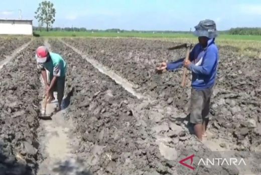 BMKG: Puncak Musim Kemarau di Jawa Terjadi Juni 2025, Durasi Lebih Pendek - GenPI.co