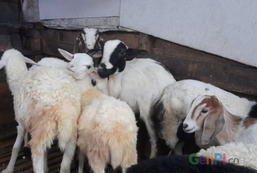 Penjualan Kambing di Puncak Merosot, WNA Arab Enggan Datang - GenPI.co