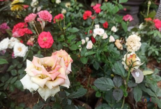 Bunga Mawar Jadi Tanaman Hias Paling Banyak Dicari di Musim Hujan - GenPI.co